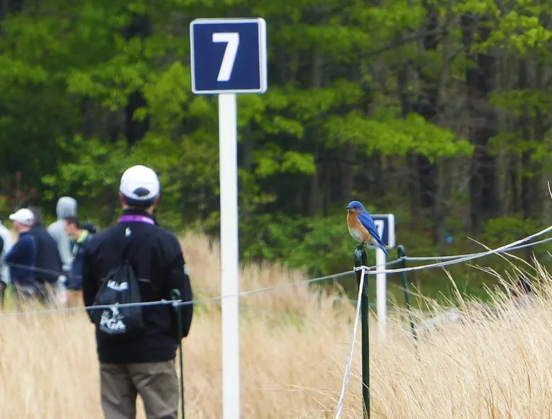 Green Report thumbnail