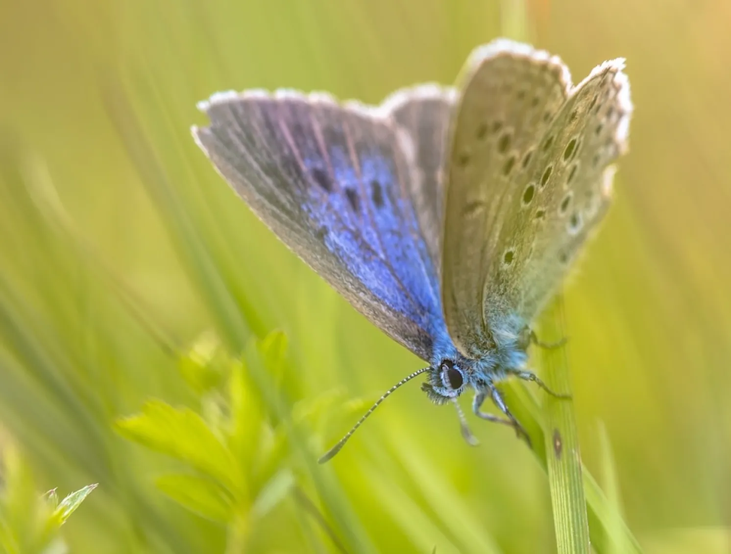 Alcon Blue Butterfly