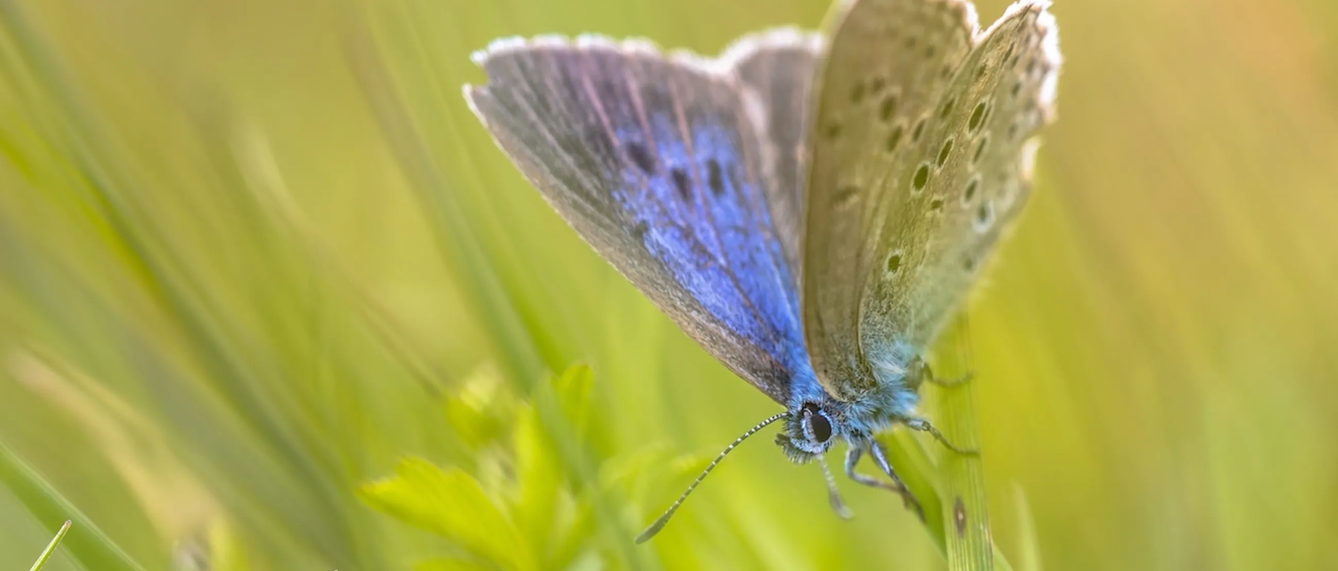 Alcon Blue Butterfly